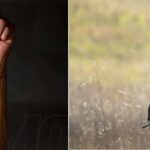 Ken Roczen: de perder el brazo a candidato al título