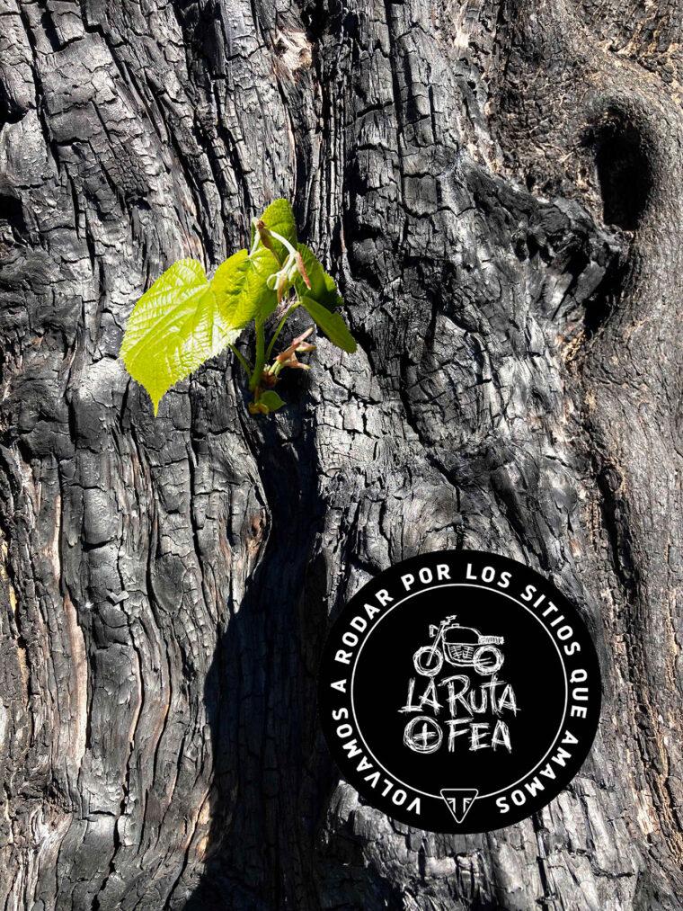 la_ruta_+_fea_triumph - 5