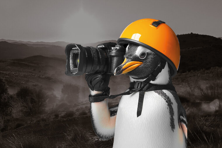 concurso-continental-pinguinos-2025